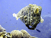Picture 'Th1_0_2899 Cuttlefish, Thailand'